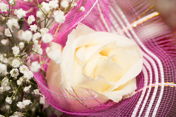beautiful white rose