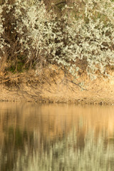 reflection of trees on water