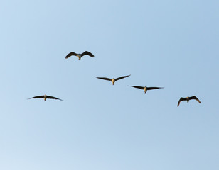 Obraz premium A flock of birds in the blue sky