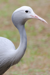 Naklejka premium Blue crane portrait