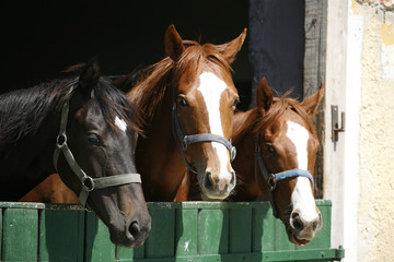 Nice thoroughbred foals in the stable