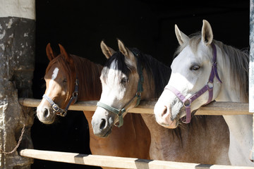Arabian horses in stable
