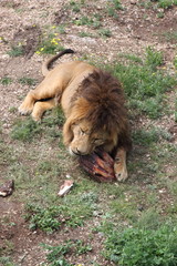 Lion gnaw at a bone