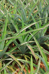 Obraz premium Close Up of Pineapple in the Plantation Area under Tropical Area.