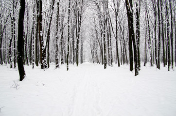 Fototapeta premium winter forest