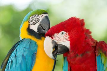 Obraz premium parrots