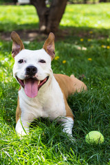 Dog with ball