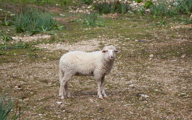 Obraz premium Wolllieferant