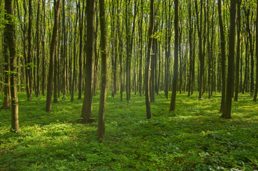 Fototapeta premium forest in spring