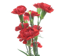 Obraz premium カーネーション