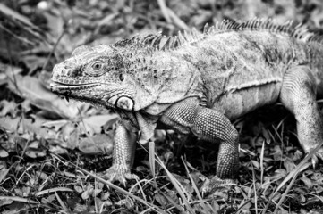 Iguana walking on grass BW