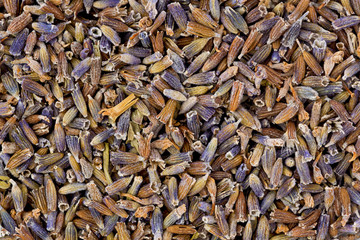 Dried Lavender