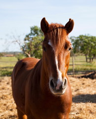 Obraz premium Reitpferd im Abendlicht