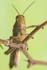 Fototapeta premium Grasshopper
