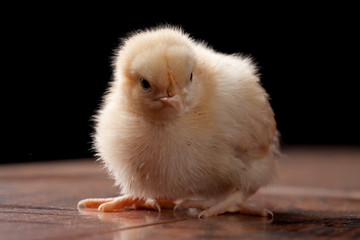 Buff Orpington baby chick looking grumpy and straight ahead