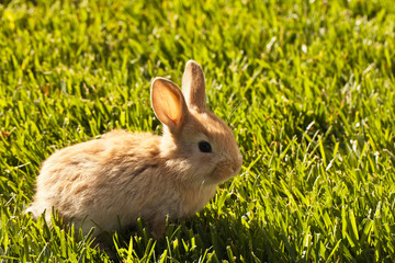 Light tan baby bunny sitting in spring grass