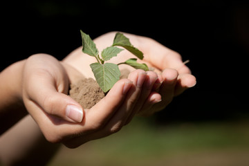 Macro shot of hands holding a seedling