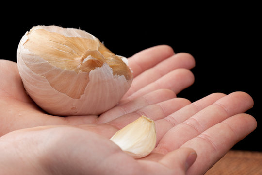 Elephant garlic clove and California white garlic clove held by Caucasian female hands
