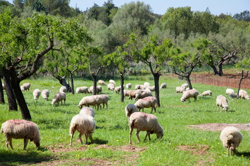Weidende Schafe auf Mallorca