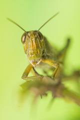 Grasshopper