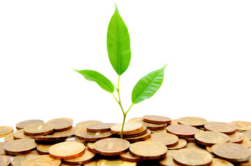 Plant and gold coins. On white background.