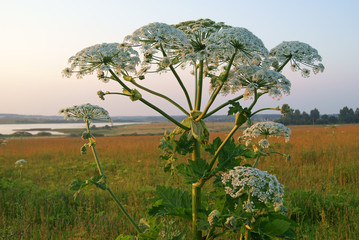 Giant Hogweed © hapelena