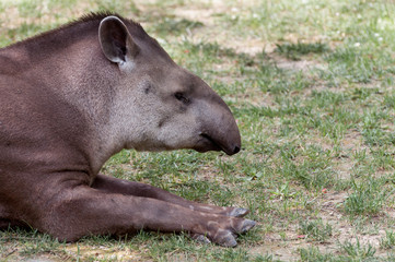 Tapirus terrestris resting