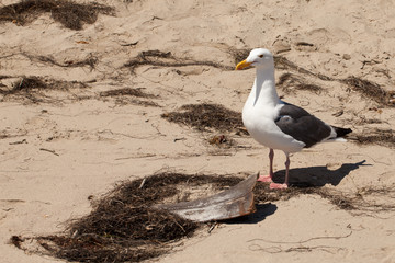 Seagull next to a piece of driftwood