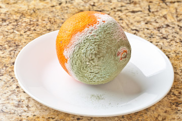 Green Penicillium mold on an orange tangelo