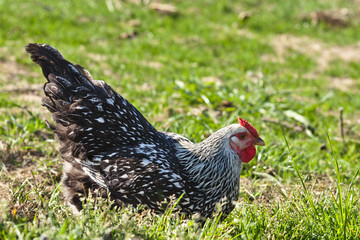 Beautiful plymouth rock free range chicken sitting in the grass
