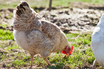 Free range chicken eating with sun coming in behind