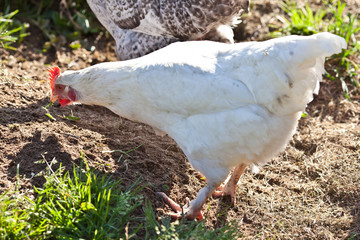 White hen and free range chicken