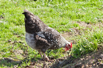 Free range chicken leaning over to eat