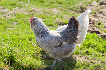 Free range chickens eating 