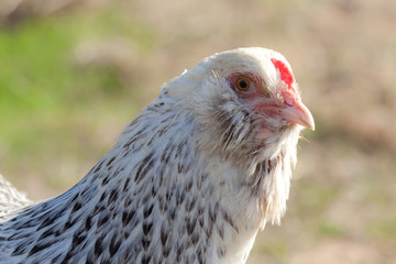 Close up of Americauna bearded hen