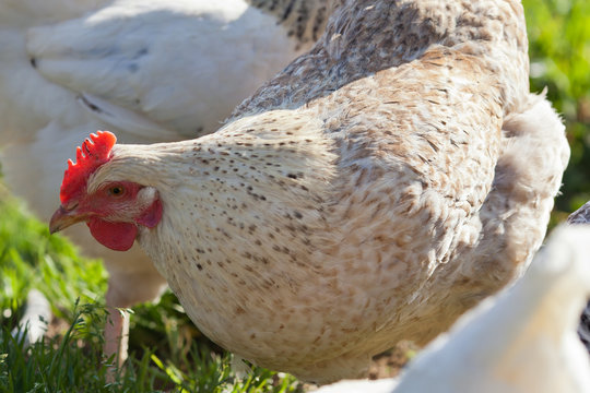 Free range chickens looking around