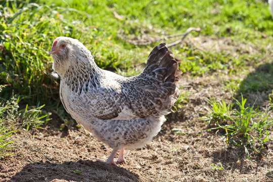 Full body view of a free range Americauna hen with beard