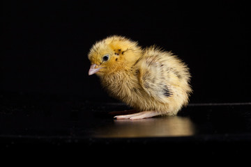 Newly hatched yellow baby quail on a black background