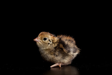 Adorable brown and yellow baby quail isolated on a black background