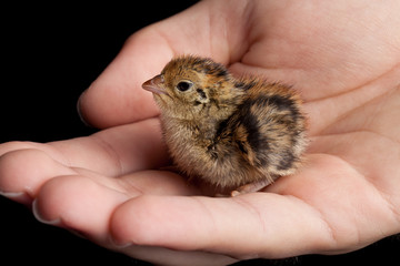 Newly hatched brown and yellow baby quail being held in a hand