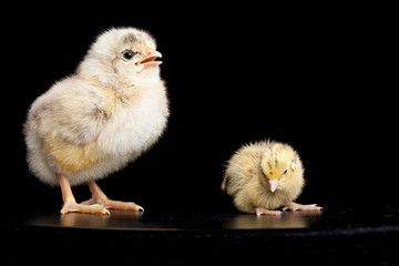 Comparison of a baby chick and a baby quail isolated on a black background