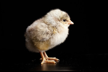 Baby newborn chick isolated on a black background brown and yellow © VezzaniPhotography
