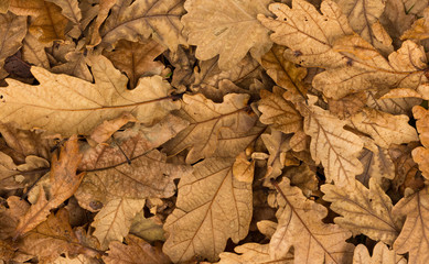 Dry Acron Leaves