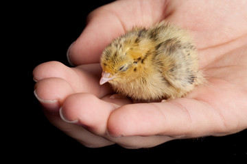 Tiny baby quail being held