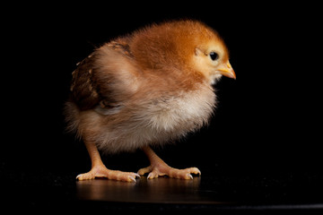Rhode Island Red baby chick on a black background