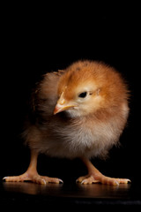 Striking red baby chick
