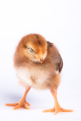 Rhode Island Red baby chick on a white background