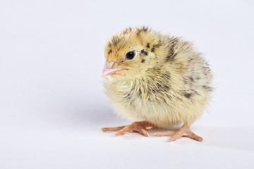 Yellow and brown baby quail on a white background