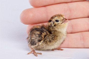 Baby quail next to a human hand