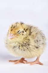 Adorable yellow baby quail newly hatched on a white background 